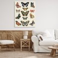 thumbnail image 4 of Stupell Industries Eclectic Vintage Butterfly Breeds Canvas Art, 36 x 48, by Susan Arnot, 4 of 8