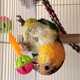thumbnail image 5 of 2 uds pájaro loro juguete pájaros divertido ejercicio plástico campana de doble cabeza juguetes para mascotas pájaros pequeños y medianos juguete para pies forrajeros, 5 of 5