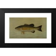 thumbnail image 2 of John L. Petrie 14x10 Black Modern Framed Museum Art Print Titled - The Small-Mouthed Black Bass, Micropterus Dolomieu. (1898), 2 of 5