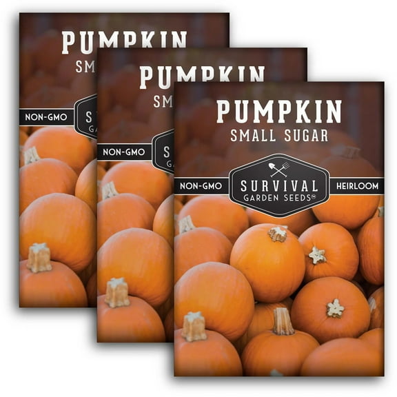 3 Packs Small Sugar Pumpkin Seeds - Non-GMO Heirloom Full Sun Annual Vegetable