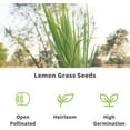 thumbnail image 6 of Lemon Grass Seeds for Planting Outdoor - 250 Mg Packet - Non-GMO, Heirloom Culinary Herb Garden Lemongrass Seeds - Cymbopogon citratus, 6 of 6