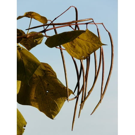 - LAMINATED POSTER Tree Pods Ornamental Catalpa Fruits Light Green Poster Print 24 x 36
