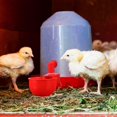 thumbnail image 4 of 3/8 Inch Thread Automatic Filling Waterer Poultry Drinking Bowl (Blue,6 Pieces), 4 of 5