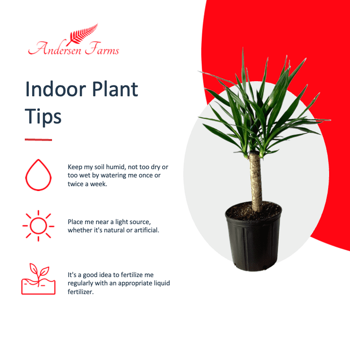 Andersen Farms Yucca Cane Live Plant Indoor/Outdoor in 10 in Plastic Grower Pot