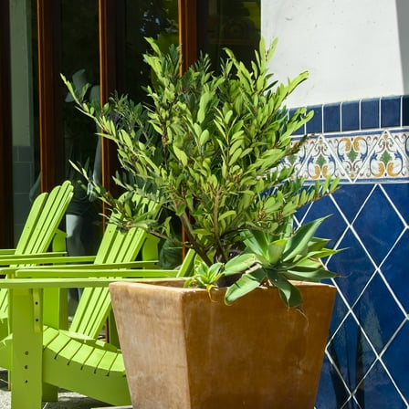 3 gal. Dystillium Bayou Bliss