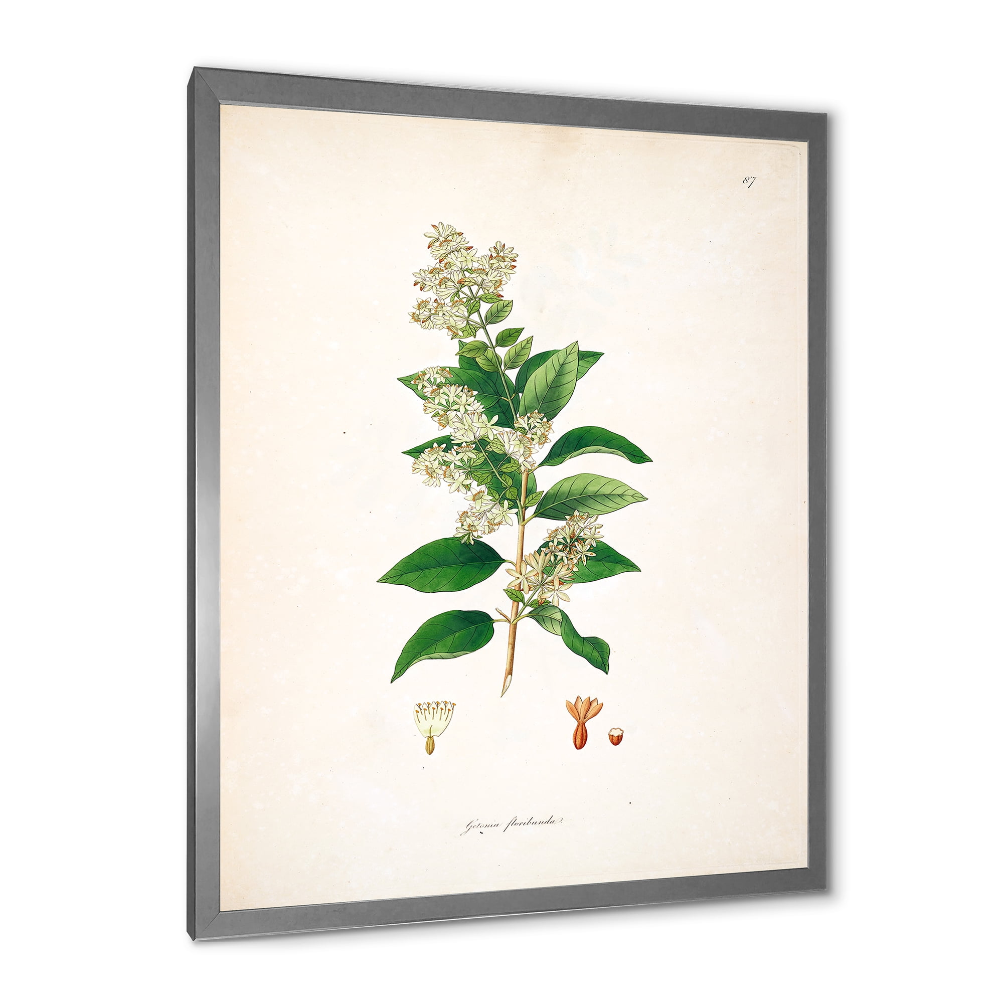 Designart 'Ancient Botanicals XVII' Farmhouse Framed Art Print