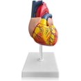 thumbnail image 1 of Human Heart Model: 1:1 Anatomical Heart Model, Detachable Human Heart Anatomical Model for Medical Lessons Heart Model, 1 of 5