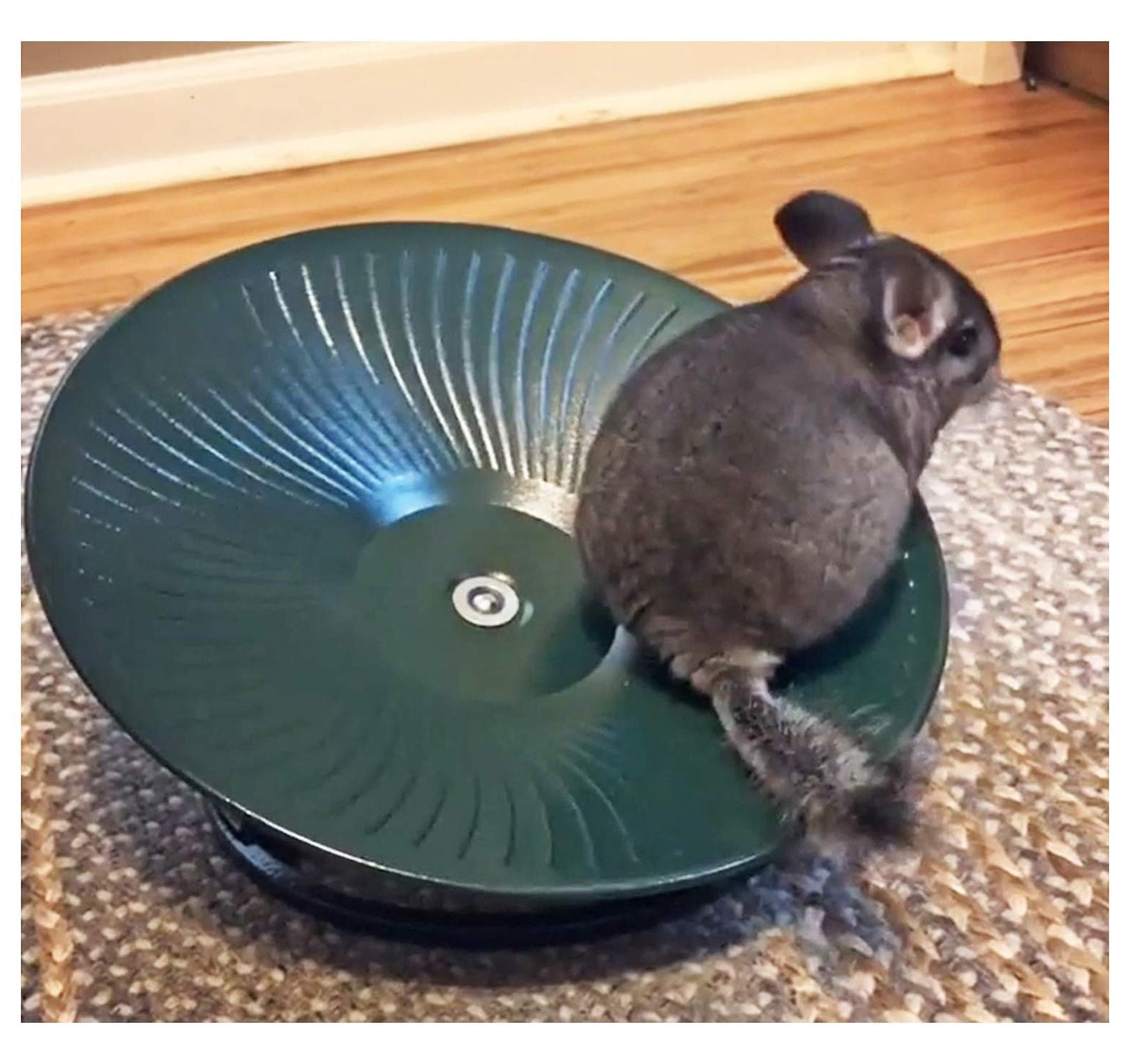Treadmill Wheel 14" Black - All Metal Exercise Wheel for Chinchillas, Prairie Dogs, Rats, Hedgehogs, Sugar Gliders, Squirrels, Degus, Hamsters & Other Small Animals - Smooth, Fast, Silent, Durable