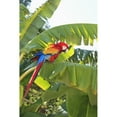 thumbnail image 2 of Roatan Bay Islands Honduras; A Scarlet Macaw In The Rehab Center and Forest Preserve On Mango Key Across From Coxen Hole, 2 of 2