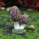 thumbnail image 4 of 3 unids Mini Figuritas de Hongos Micro Decoración Estatuas Figuritas para Adornos de Jardín Macetas Bonsai Modelo de Paisaje Adornos Decoración DIY, 4 of 5