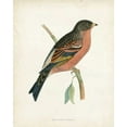 thumbnail image 2 of Morris 26x32 Black Ornate Wood Framed with Double Matting Museum Art Print Titled - Morris Mountain Finch, 2 of 4