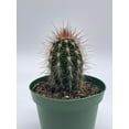 thumbnail image 5 of Echinocereus engelmannii, Engelmann's Hedgehog Cactus, Rare Cactus, 4 inch Pot, Well Rooted, 5 of 9