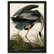 Audubon Birds Great Blue Heron Painting Nature Animals Artwork Framed Wall Art Print A4