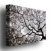 Trademark Art "Japanese Maple Spring Abstract II" Canvas Art by Kurt Shaffer