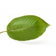 thumbnail image 2 of Mitragyna Speciosa Wall Mural by Wallmonkeys Peel and Stick Graphic (18 in W x 12 in H) WM71819, 2 of 4