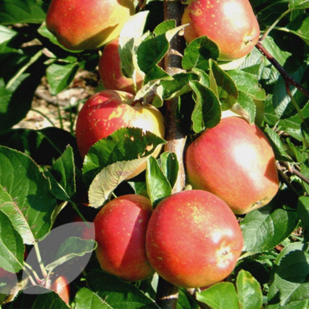 Expert Gardener 1-2 ft. tall Braeburn Apple Live Tree in 1- Gallon Grower Pot