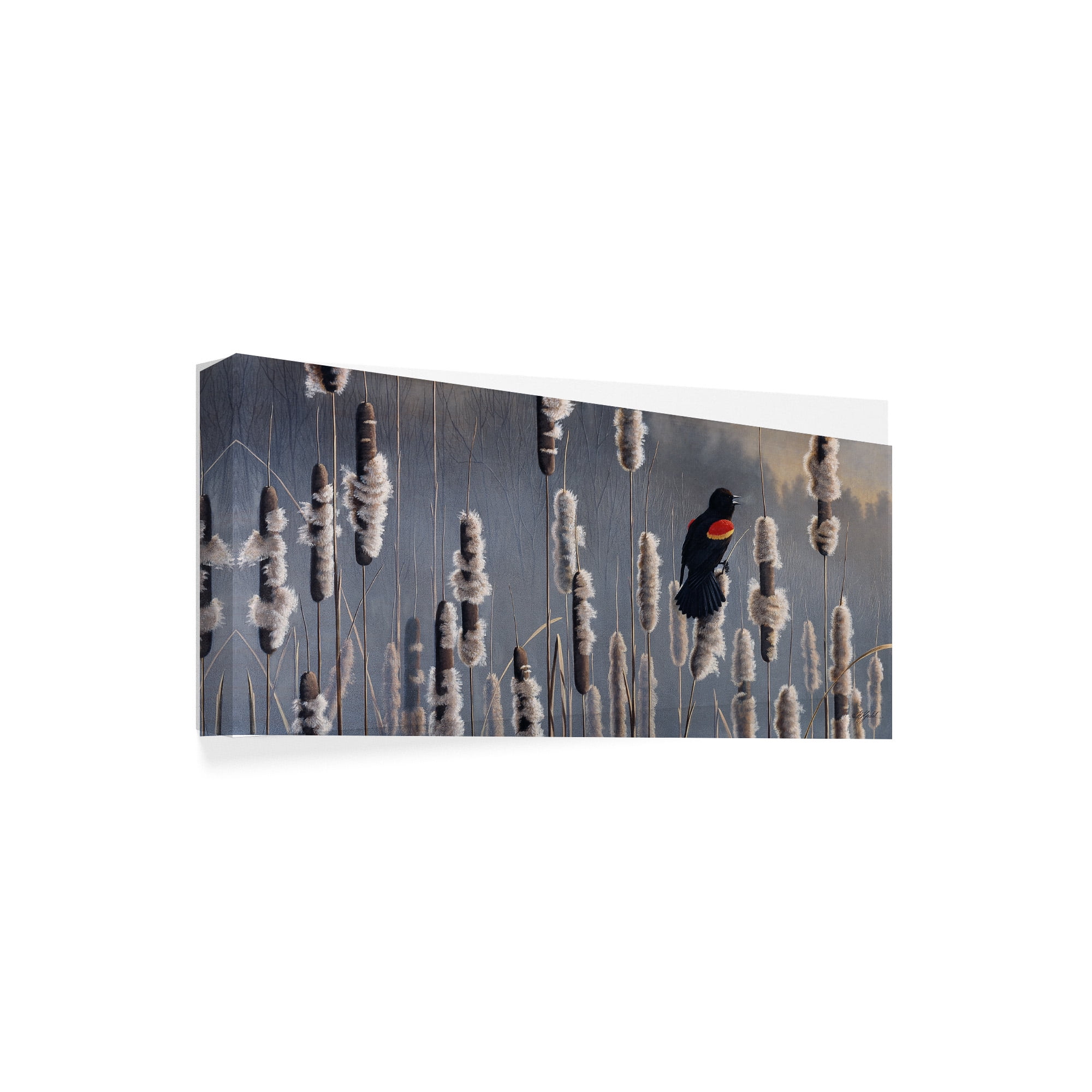 Trademark Fine Art 'Marsh Notes Red Wing Blackbird' Canvas Art by Wilhelm Goebel