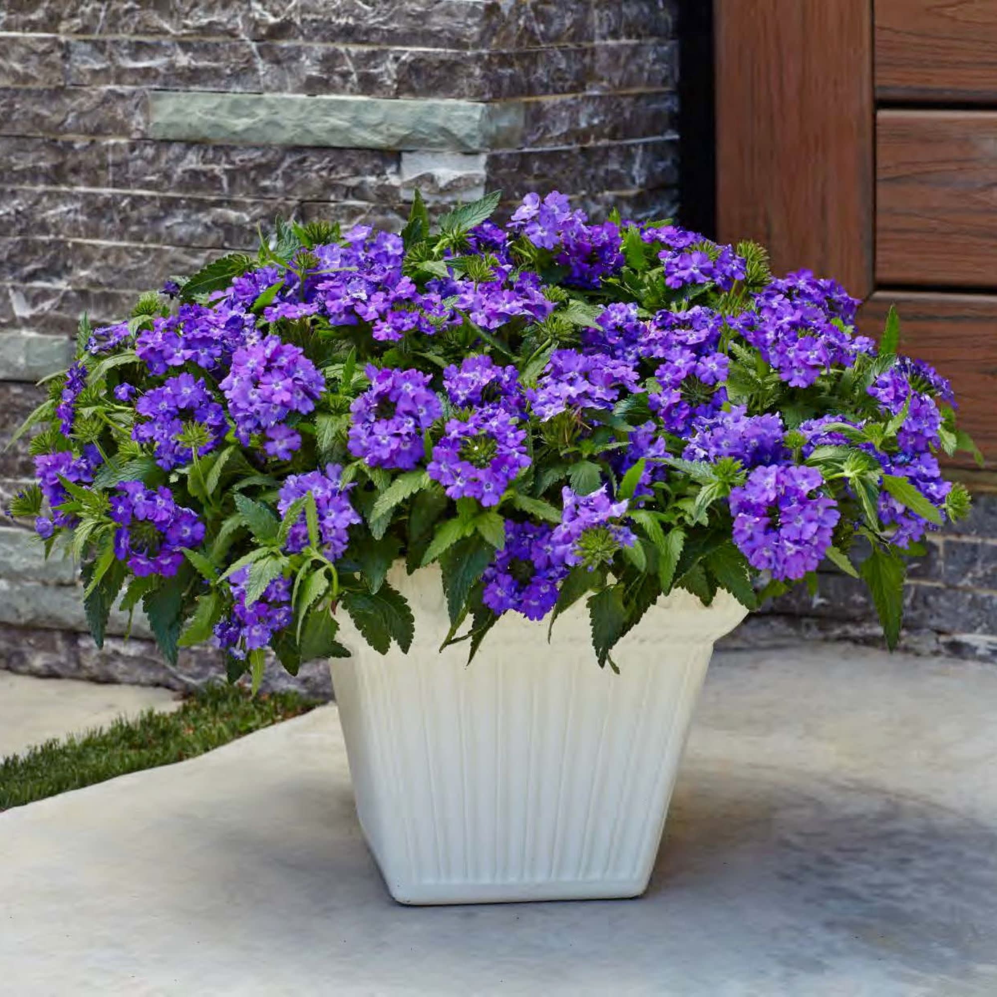 Proven Winners 4" Purple Superbena Violet Ice Verbena Live Plant in 4.25" Pot (4 Count)