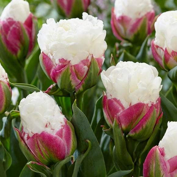 TASC Flower Bulbs- Tulipa Double tardive Ice Cream (20 Bulbs)