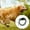 C, variant on Automatic Retractable Dog Leash for Small & Medium Dogs with Escape Lock | Durable ABS+Leather Outdoor Walking Solution for Poodles Puppies