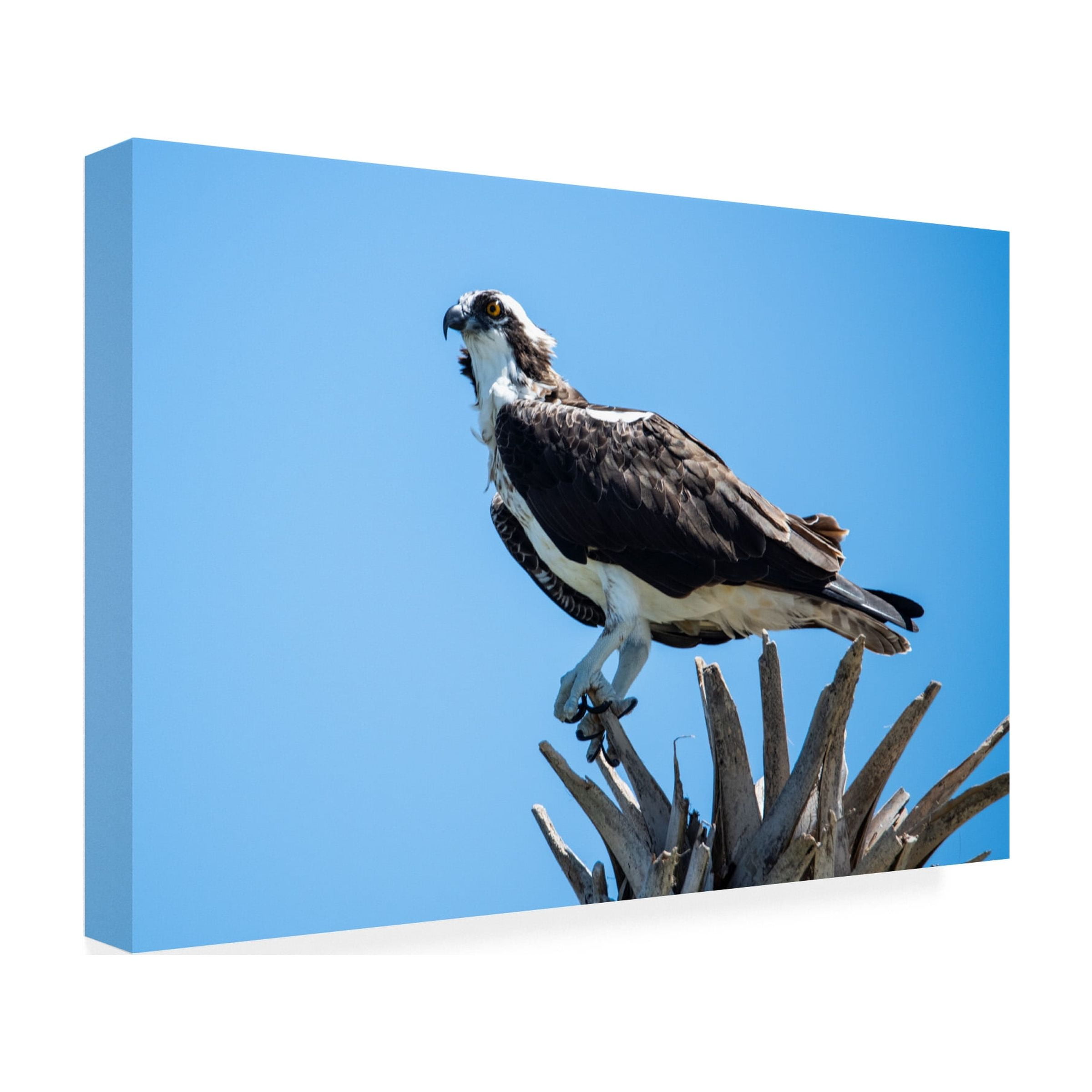 Robert Michaud 'Osprey' Canvas Art
