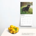 thumbnail image 5 of Rottweilers 2025 12 X 24 Inch Monthly Square Wall Calendar Plastic-Free (Wall), 5 of 9