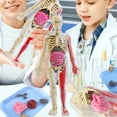thumbnail image 3 of Huesos De órganos Del Cuerpo Humano, Modelo De Cuerpo Humano Educativo Realista Para Clase, 3 of 7