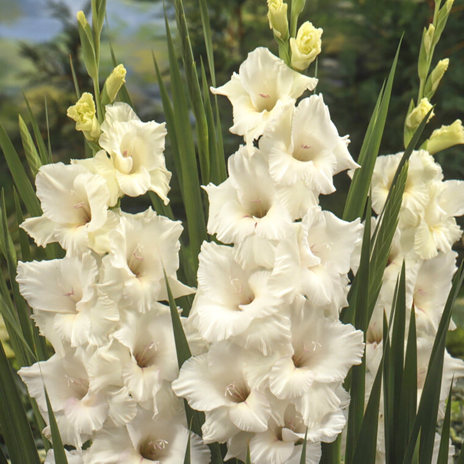 Van Zyverden Gladiolus Prosperity Blend Set of 25 Bulbs Multicolor Partial Sun Perennial Flowers For Cutting 2 lbs