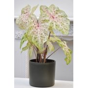 Blue Buddha Farm: Miss Muffet Caladium (2 Bulbs) - Easy to Grow Indoor or Outdoor Perennial Plant