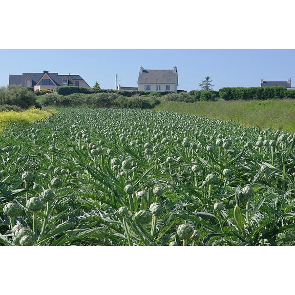 200 Count Artichoke Plant Seeds, Cynara Cardunculus Var. Scolymus, Perennial, Heirloom, Non-GMO by Mai's Family