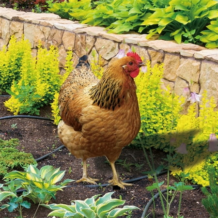 

amousa Realistic Chicken Statues Acrylic Rooster Animals Stakes Animals Sculptures Decor Chicken Ornaments Yard Art Decor For Backyard Patio