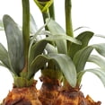 thumbnail image 3 of Nearly Natural Amaryllis Artificial Flower Arrangement with Vase, Red, 3 of 3