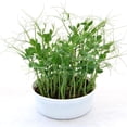 thumbnail image 2 of Kit de cultivo Microgreens Mountain Valley Pea Shoots Organic, 2 of 7