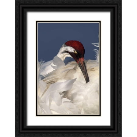 Morris, Arthur 23x32 Black Ornate Wood Framed with Double Matting Museum Art Print Titled - FL, Lake Kissimmee Whooping crane preening