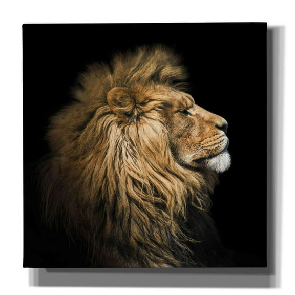 Epic Graffiti 'The King Of The Jungle' by Epic Portfolio Giclee Canvas Wall Art, 37"x37"