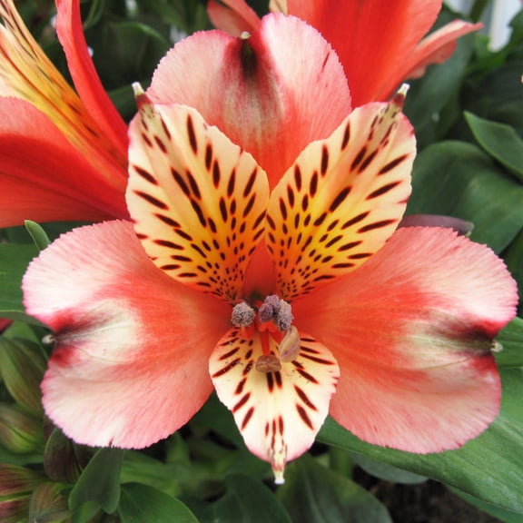 Alstroemeria Inca Husky - 2 Plants Rooted in Quart Pots, Spring Summer Blooms, Partial Shade Sun