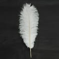 thumbnail image 3 of Ktaxon 100PCS Nature Ostrich Feathers Home Party Decor Color White, 3 of 5