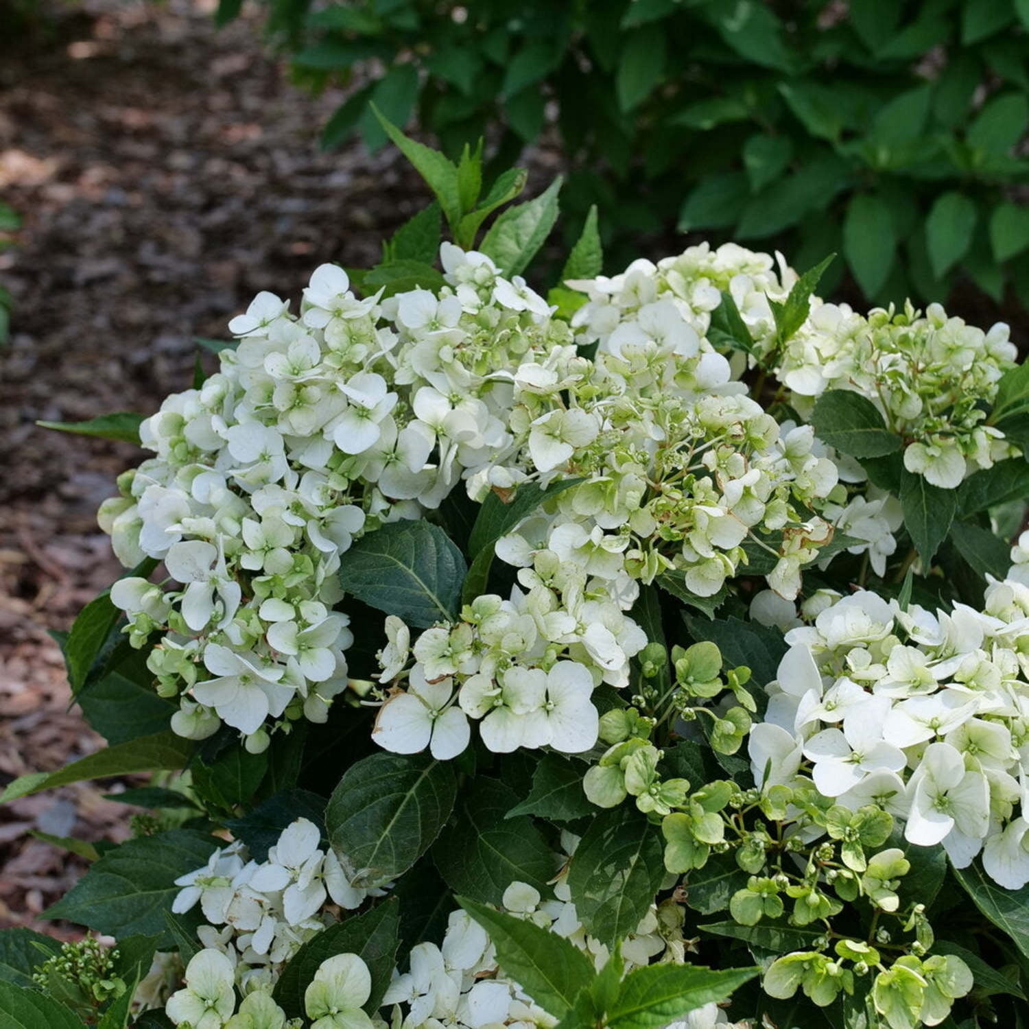 Proven Winners ColorChoice 5" Fairytrail White Cascade Hydrangea Live Plant in 4.5" Pot (4 Count)