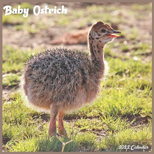 Emu Calendar 2022 Baby Ostrich 2022 Calendar: Official Ostrich Birds Calendar 2022, 16 Month  Square Calendar (Paperback) - Walmart.com