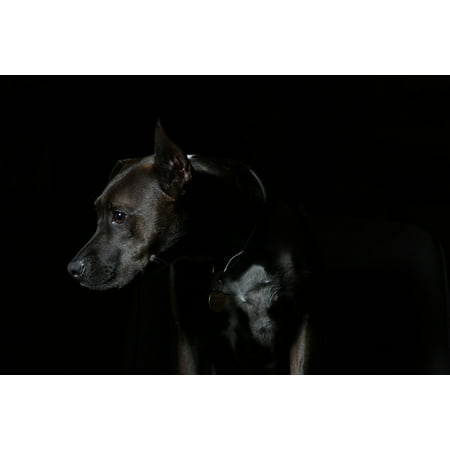 Canvas Print Breed Animal Dark Collar Cute Canine Dog Stretched Canvas 10 x