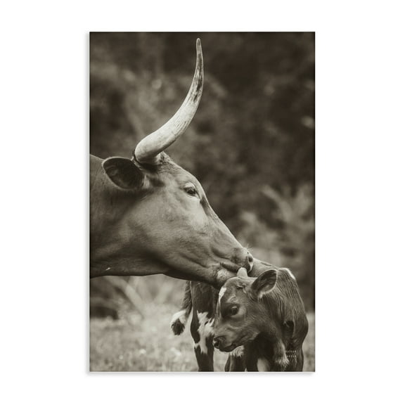 Stupell Industries Longhorn Kissing Baby Animals Photography Wrapped Canvas Art Print Wall Art, 16 x 24