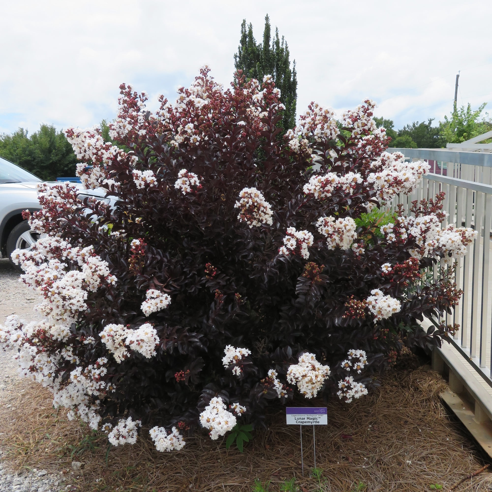 First Editions Crape Myrtle Lunar Magic Live Shrub (2 Gallon)