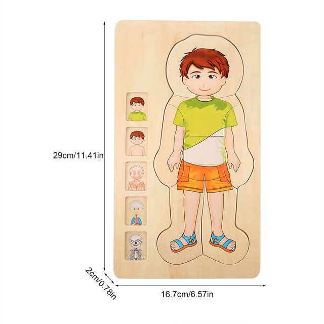 Multilayer Brick Toy, Human Body Structure Brick Toy, Wooden Intelligent Brick Toy Durable For Home Girls School Boys