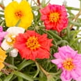 thumbnail image 2 of Expert Gardener 4PK Multicolor Portulaca Live Plants with Grower Pack, 2 of 5