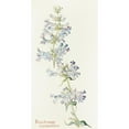 thumbnail image 3 of Margaret Armstrong 9x14 Black Modern Framed Museum Art Print Titled - Penstemon Cyananthus (1915), 3 of 5