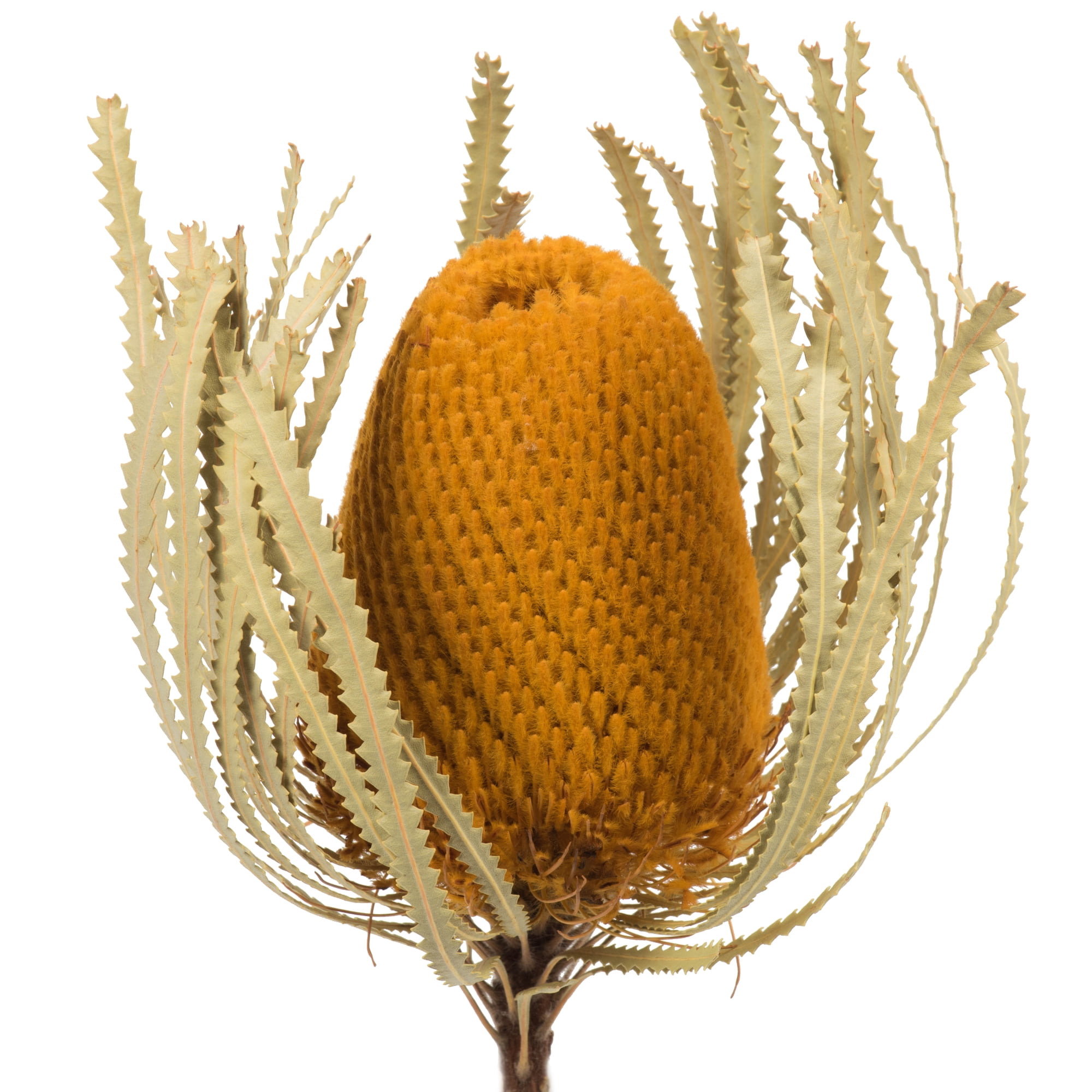 Vickerman 12" Jumbo Aspen Gold Banksia Flower with Stem, Natural Preserved Dried Plant for Wedding Bouquets Home Decor or Everyday Arrangements 3 Per Pack
