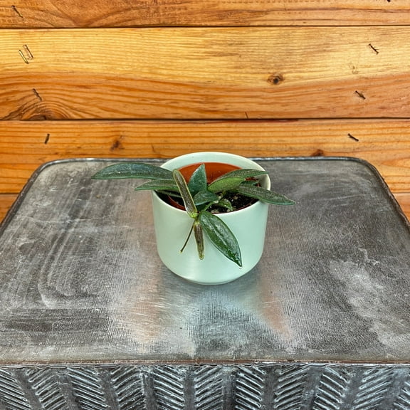 Hoya Lyi China, 2" Plant, The Plant Farm