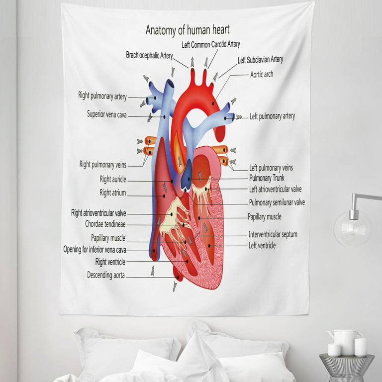 Science Tapestry, Structure of the Heart Human Body Anatomy Organ Veins  Cardiology, Fabric Wall Hanging Decor for Bedroom Living Room Dorm, 5  Sizes