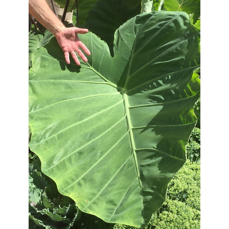 Are Caladiums Toxic To Dogs