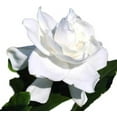 thumbnail image 2 of Summer Snow Gardenia® - Live Plant - ( 1 QT ), 2 of 6